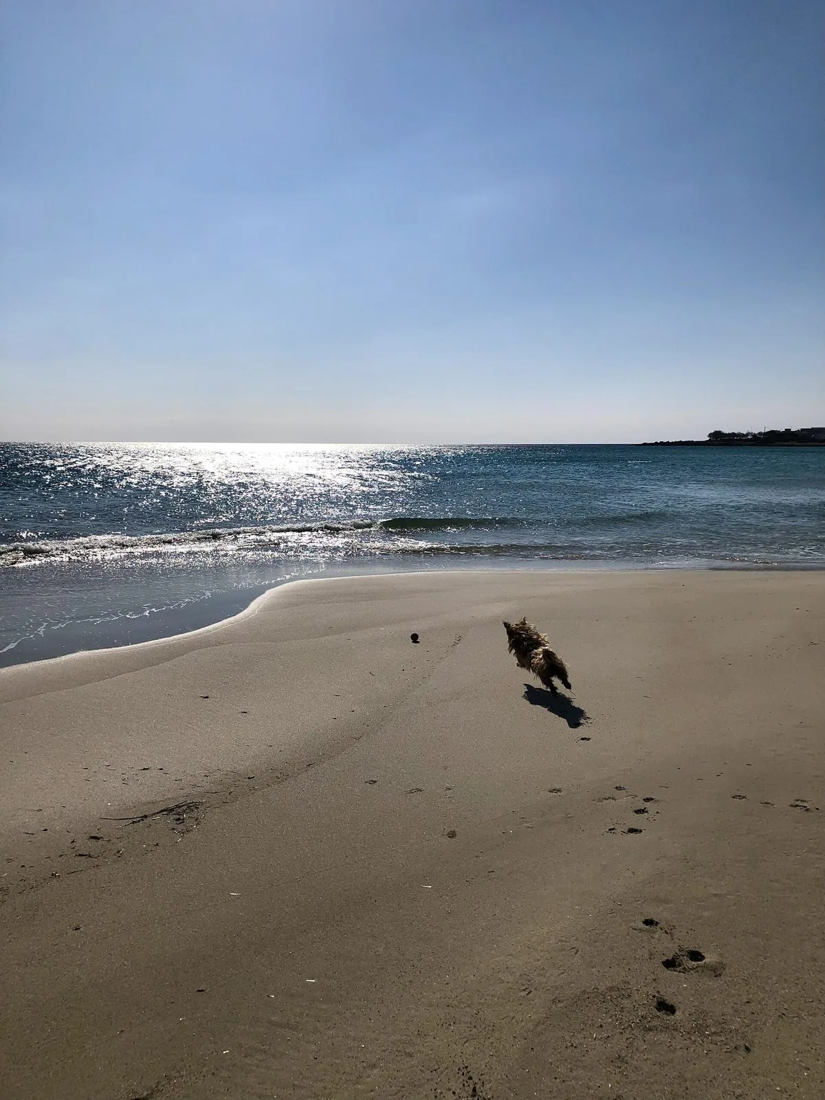 Un piccolo cane corre sulla sabbia bagnata inseguendo una pallina, con il mare scintillante alle spalle